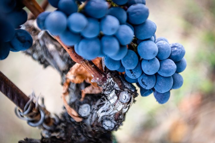 Tour e degustação em uma vinícola orgânica no coração da área de Chianti Classico