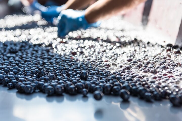 Tour e degustação em uma vinícola orgânica no coração da área de Chianti Classico