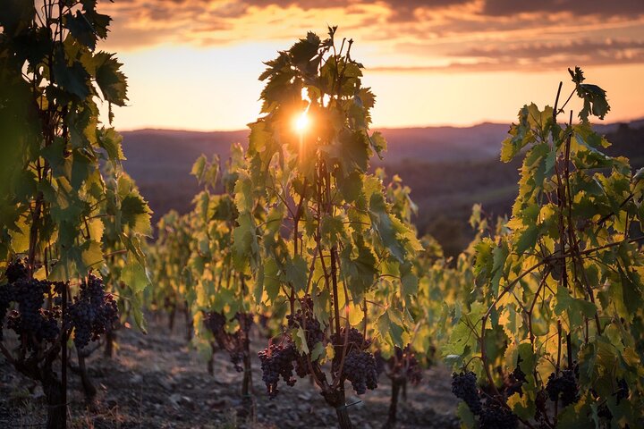 Tour e degustação em uma vinícola orgânica no coração da área de Chianti Classico