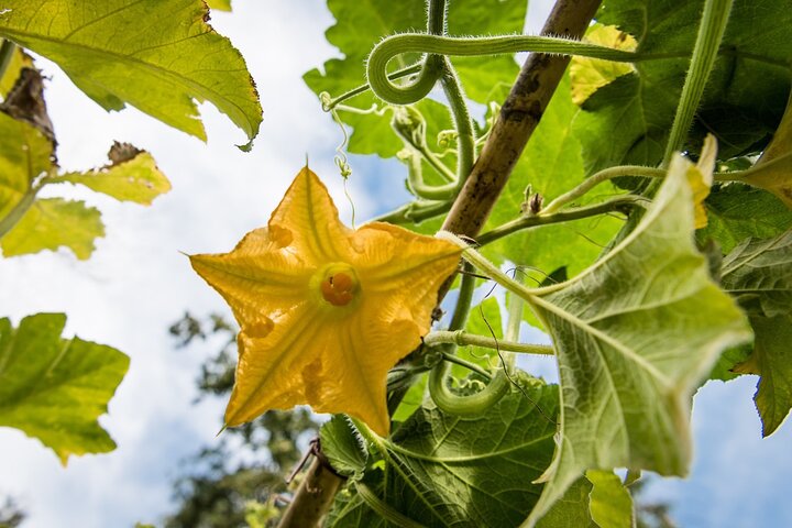Tour e degustação em uma vinícola orgânica no coração da área de Chianti Classico