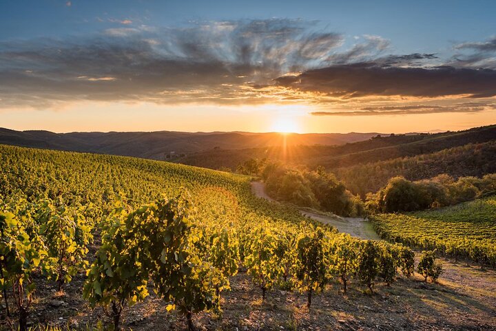 Tour e degustação em uma vinícola orgânica no coração da área de Chianti Classico