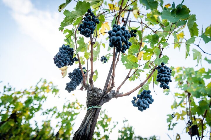 Tour e degustação em uma vinícola orgânica no coração da área de Chianti Classico