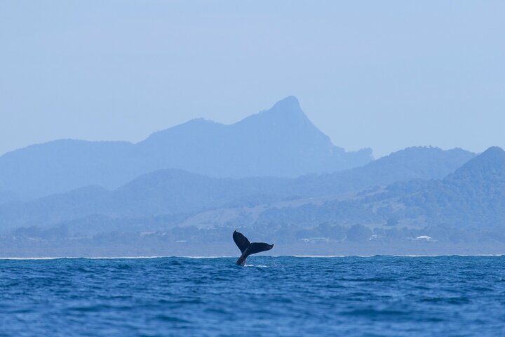 Hoteller i nærheden af Byron Bay Sea Kayak Tour