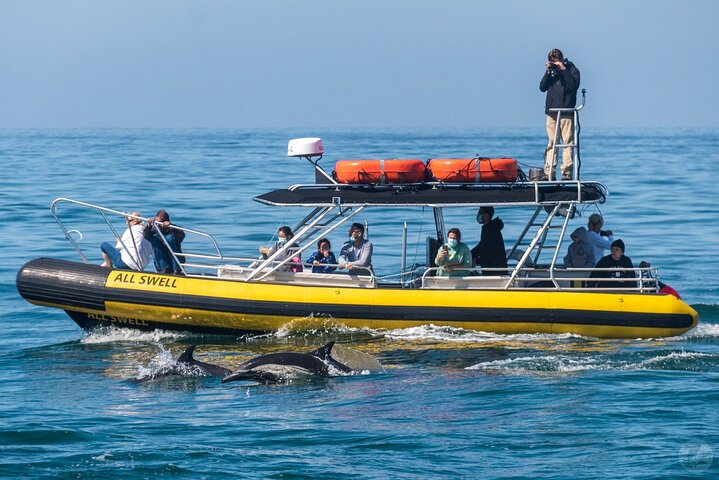 Aventura en el zodiaco de observación de delfines y ballenas en Dana Point