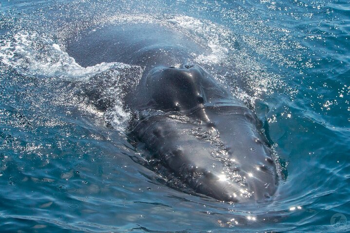 Aventura en el zodiaco de observación de delfines y ballenas en Dana Point