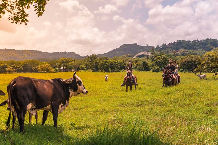 Paseos a caballo a la playa de Conchal desde Tamarindo & Flamingo