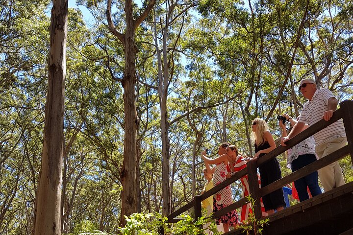 Margaret River Vino curado para grupos pequeños, café, almuerzo y bosque