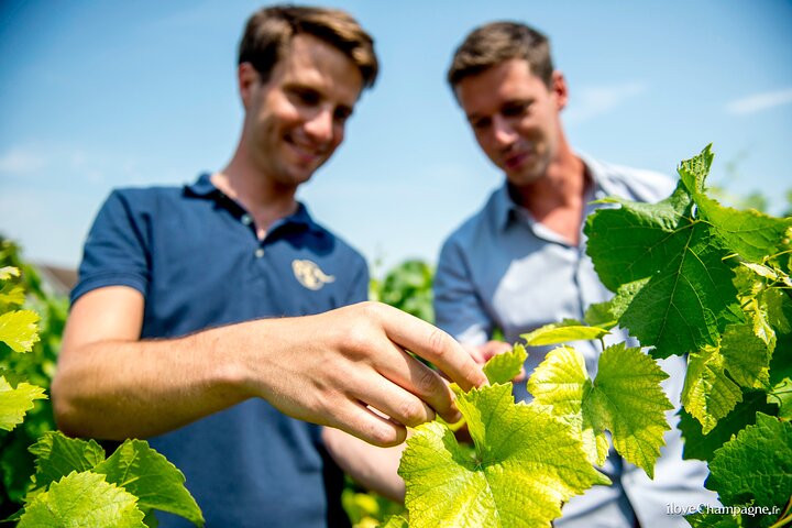 Tour privado de champán, productores familiares y almuerzo.