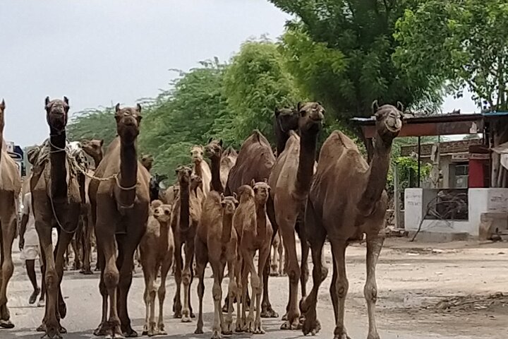 Visite privée de la ville bleue de Jodhpur avec prise en charge et retour à l'hôtel