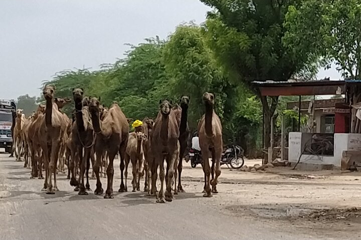 Visite privée de la ville bleue de Jodhpur avec prise en charge et retour à l'hôtel