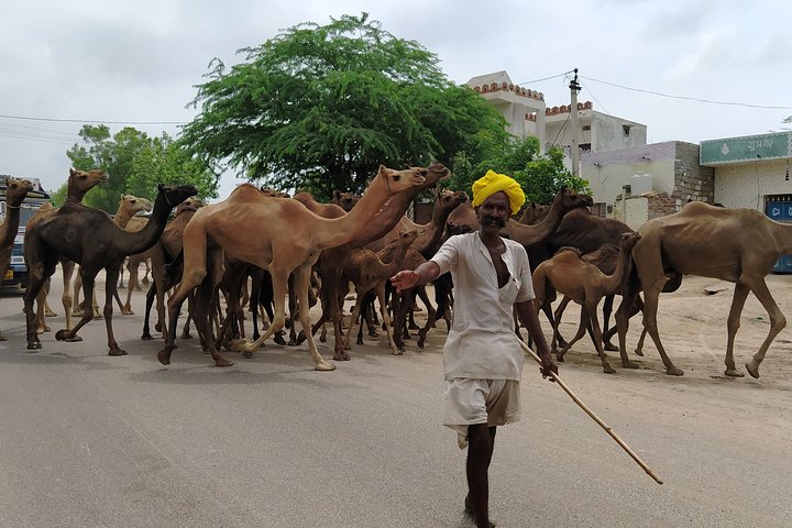 Visite privée de la ville bleue de Jodhpur avec prise en charge et retour à l'hôtel