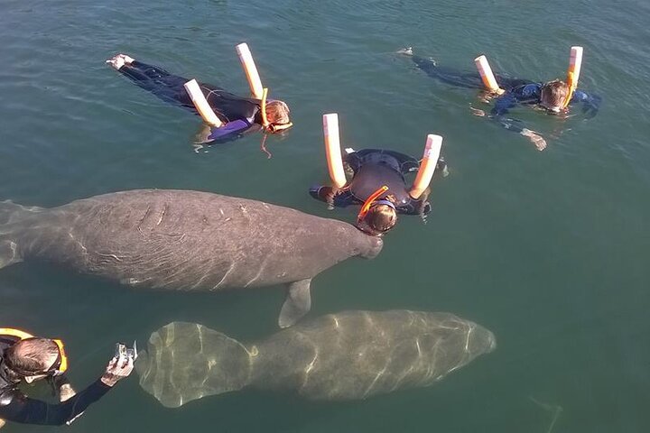 ¡El tour de nado con manatíes más popular de 3 horas + guía en el agua!
