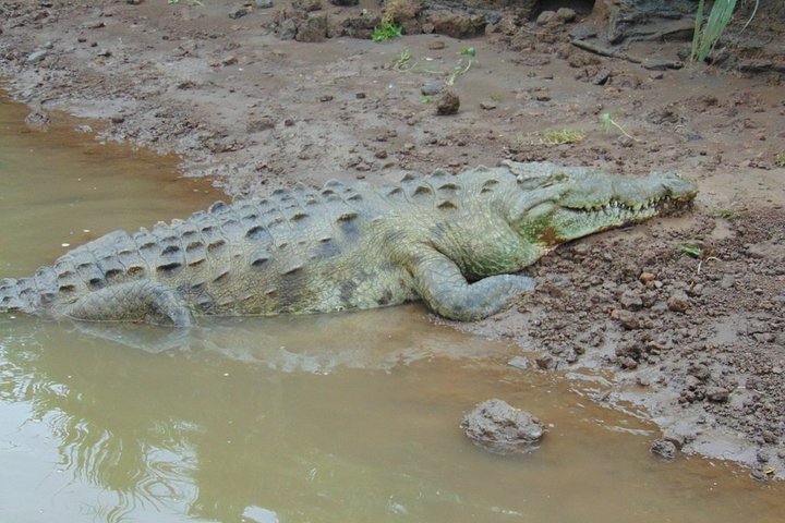 Jungle Krokodillen Safari : Tarcoles River Krokodillentocht