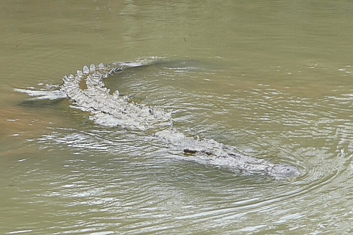 Jungle Krokodillen Safari : Tarcoles River Krokodillentocht