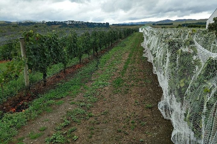 Martinborough in a Day - Tour guidato di degustazione di vini con pranzo