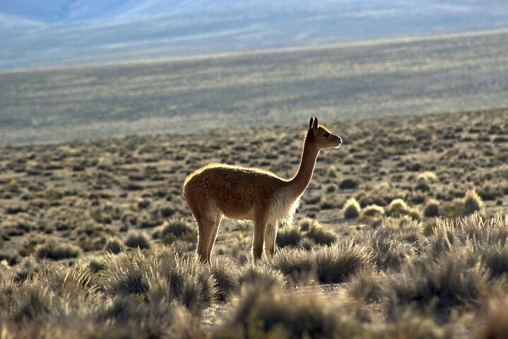 4 - Day Atacama Desert Experience med hotell, rundturer och måltider