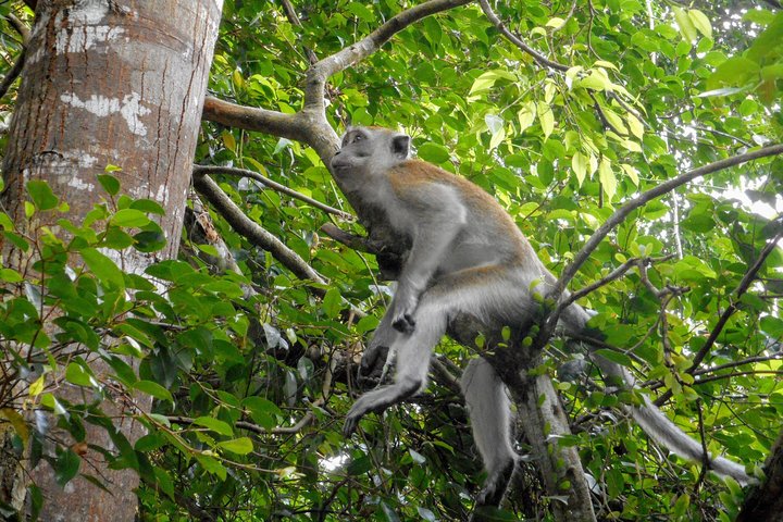 Kuala Besut naar Taman Negara Enkele reis SIC-overdrachten
