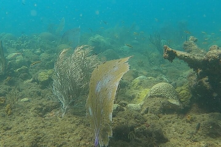 Aventura de mergulho com snorkel em recifes de coral com fotos e vídeos