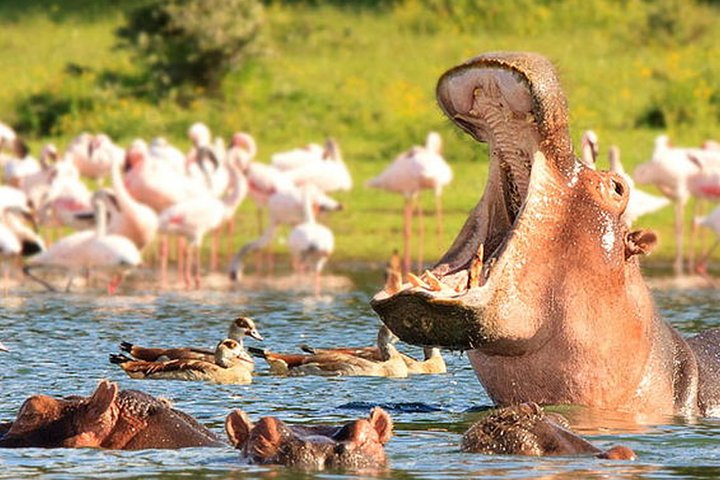 Excursão de dia inteiro ao Portão do Inferno e ao Lago Naivasha de Nairobi