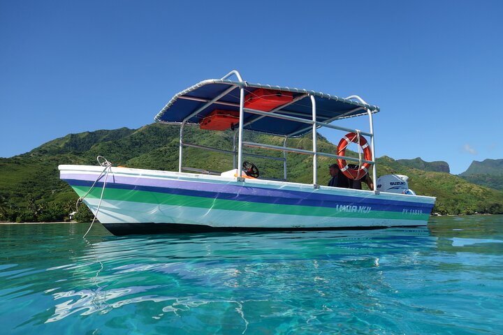 Sea Scooter Jet snorkling: svømme med skilpadder, stråler og haier