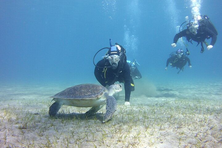 Scuba Diving Beginners Session i Costa Adeje