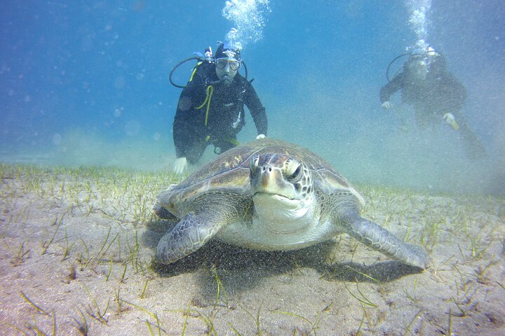 Scuba Diving Beginners Session i Costa Adeje