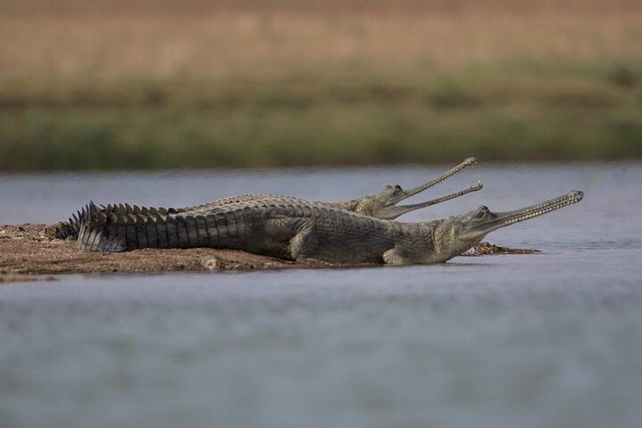 Excursão de dia inteiro ao Alligator Eco Park em Morena saindo de Gwalior