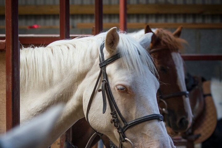Équitation sur la plage et à la campagne à l'extérieur de Westport. Guidé. 1 heure