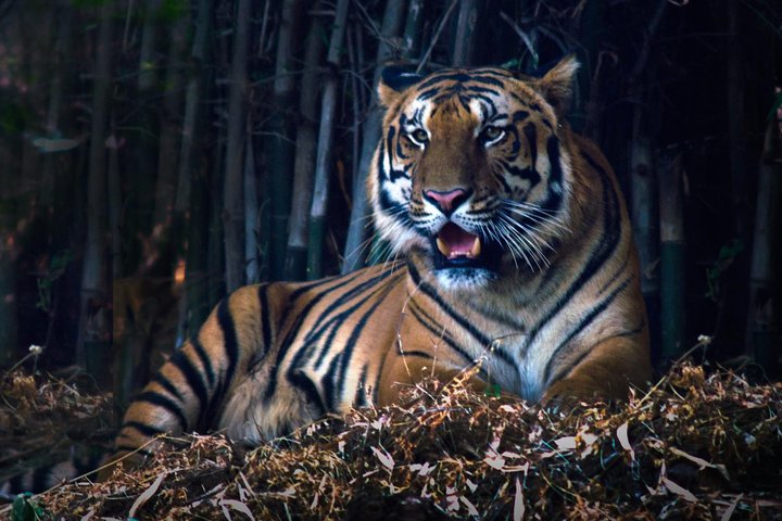 Nagpur naar Pench & Satpura National Park, Tiger Safari Tour