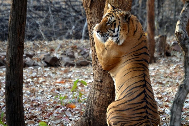 Nagpur naar Pench & Satpura National Park, Tiger Safari Tour