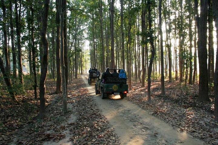 Nagpur naar Pench & Satpura National Park, Tiger Safari Tour