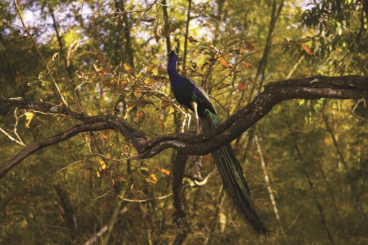 Tour di Nagpur a Pench, Satpura e Kanha National Park, Tiger Safari
