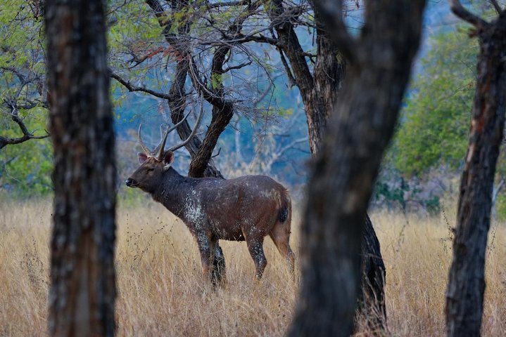Tour di Nagpur a Pench, Satpura e Kanha National Park, Tiger Safari
