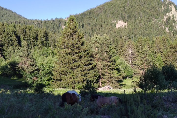 Horse Riding in the Heart of the Rhodope Mountains