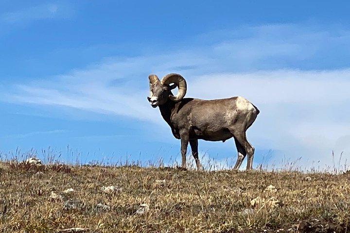 Rocky Mountain National Park i sommertur fra Denver