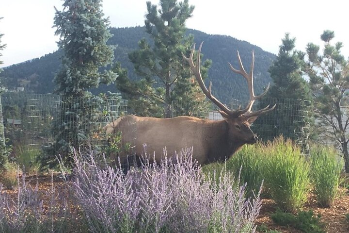 Rocky Mountain National Park i sommertur fra Denver