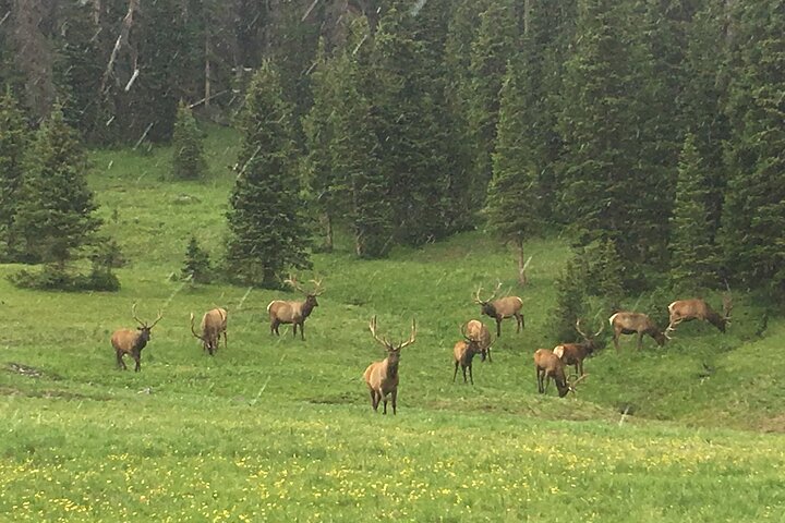 Rocky Mountain National Park i sommertur fra Denver