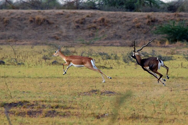 Privat dagstur från Bhuj till Narayan Sarovar Sanctuary