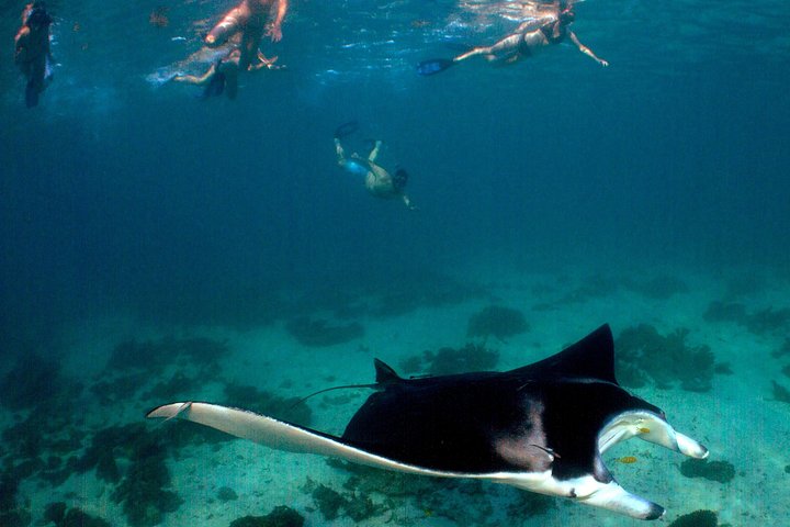 3 Nächte Ningaloo Reef Schnorchel- und Tauchausflug von Coral Bay