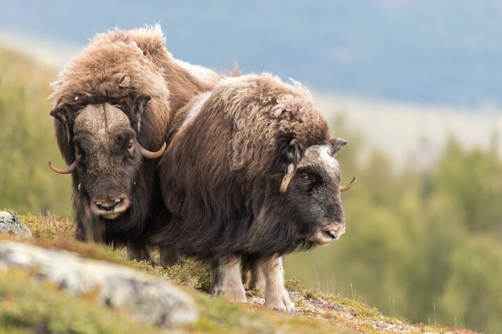 Muskusossensafari in Nationaal Park Dovrefjell, Oppdal Safari