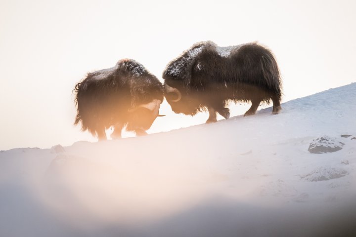 Muskusossensafari in Nationaal Park Dovrefjell, Oppdal Safari