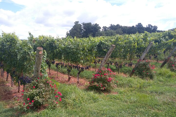 Transporte de Tours Privados de Vino para 3 Personas y Más