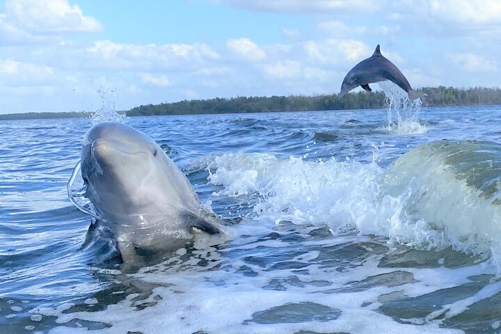 Excursión en barco por los Everglades, delfines y vida silvestre (2 horas)