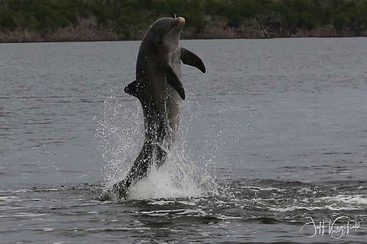 Excursión en barco por los Everglades, delfines y vida silvestre (2 horas)