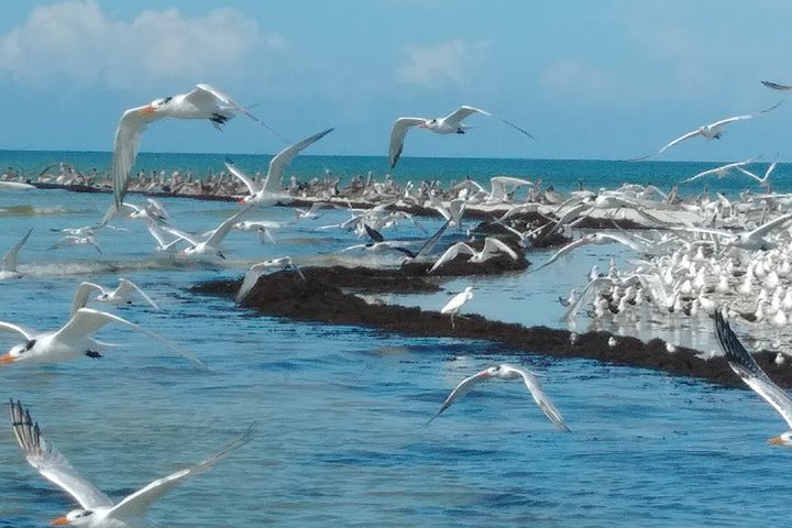 Excursión en barco por los Everglades, delfines y vida silvestre (2 horas)