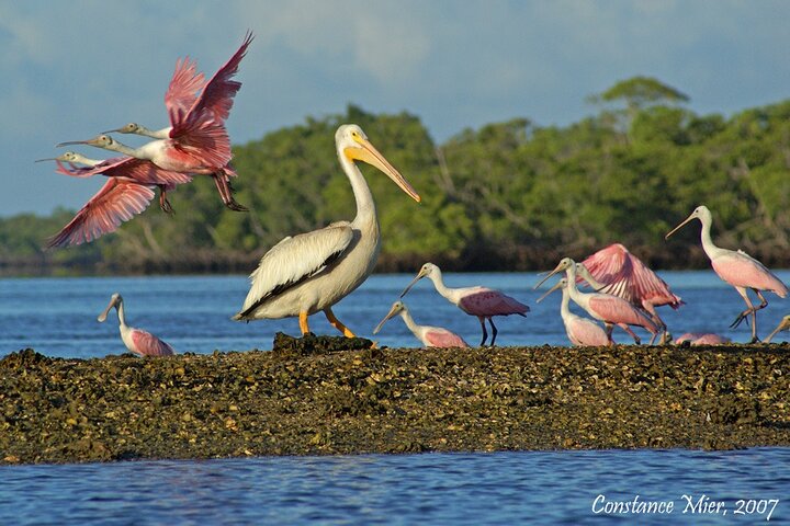 Excursión en barco por los Everglades, delfines y vida silvestre (2 horas)
