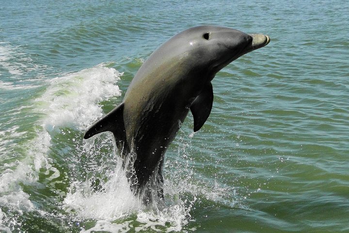 Excursión en barco por los Everglades, delfines y vida silvestre (2 horas)