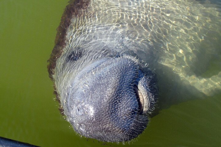 Excursión en barco por los Everglades, delfines y vida silvestre (2 horas)