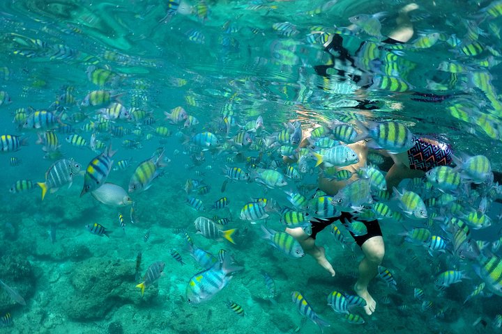 Excursion d'une journée aux îles Phi Phi avec déjeuner au départ de Krabi