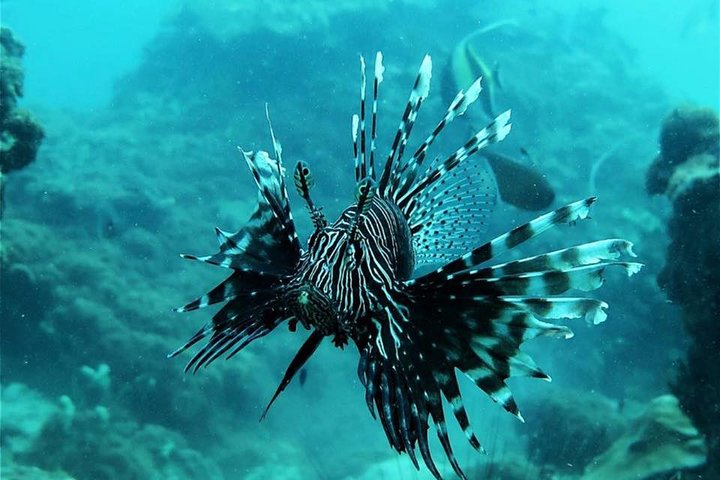 Excursion d'une journée aux îles Phi Phi avec déjeuner au départ de Krabi